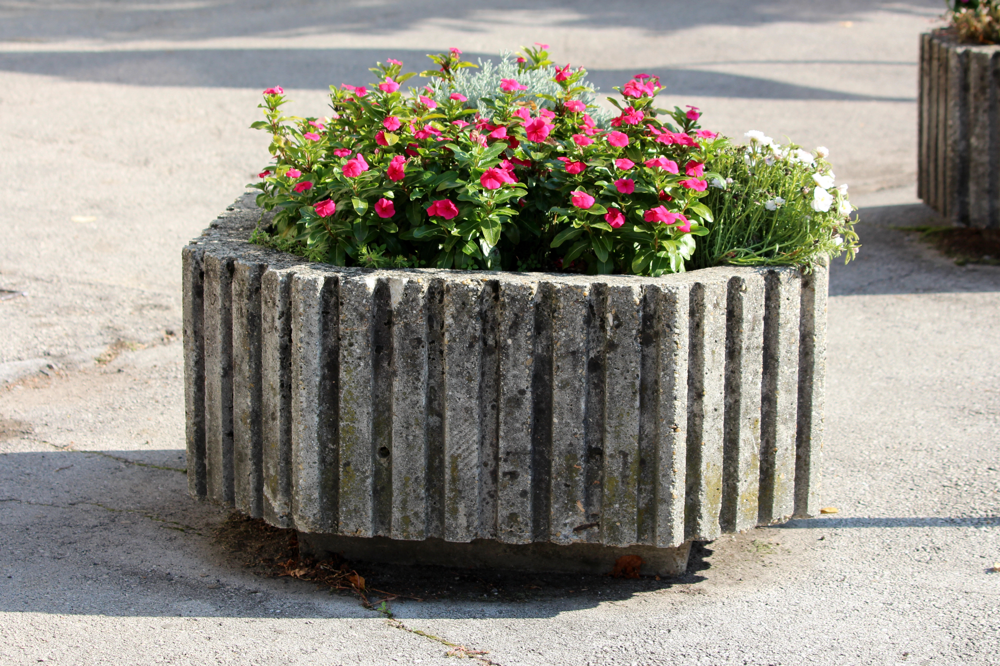 Nova cvetlična korita in izbira prekrasnih rož